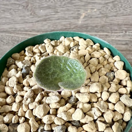 131、Tyrecodon singularis