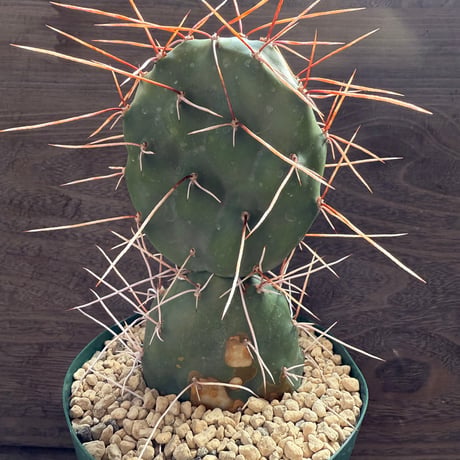 99、Opuntia sulphurea ‘Apache‘
