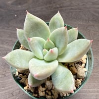 72、Echeveria ‘tolimanensis Rio Toliman×Super White‘