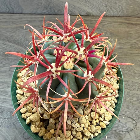6、Ferocactus  神仙玉