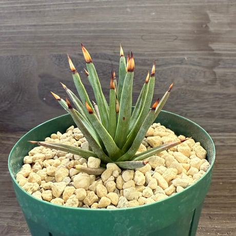 ITEM | HORIKAWA NURSERY