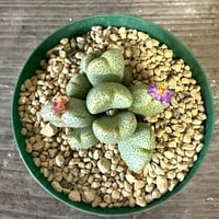 139、Conophytum ernianum