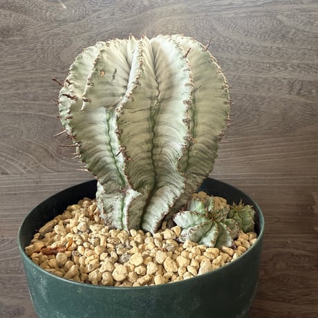 ITEM | HORIKAWA NURSERY