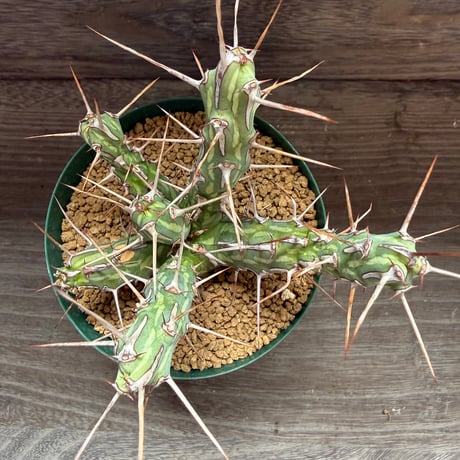 117、Euphorbia kalisana