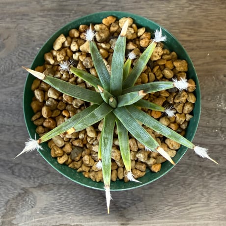 150、Agave albopilosa