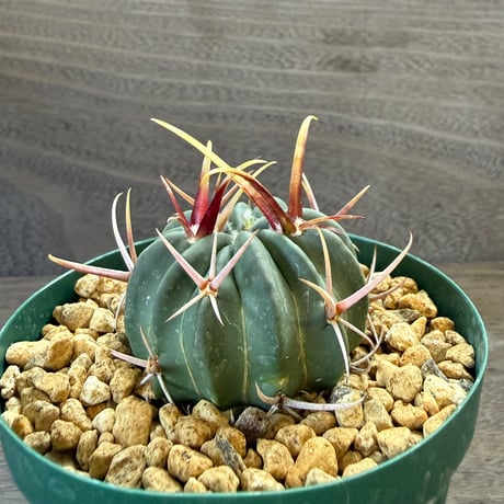 9、Echinofossulocactus 強刺竜剣丸