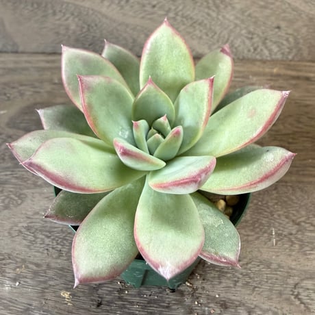 47、Echeveria ’CS-NO-08’ ’コロラータ旧来型’