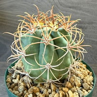 17、Ferocactus diguetii var.carmensis