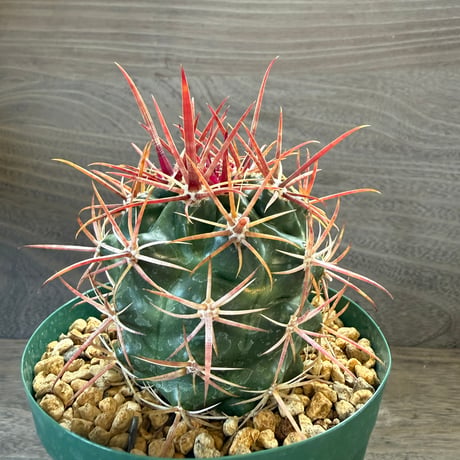 4、Ferocactus 紅裳竜