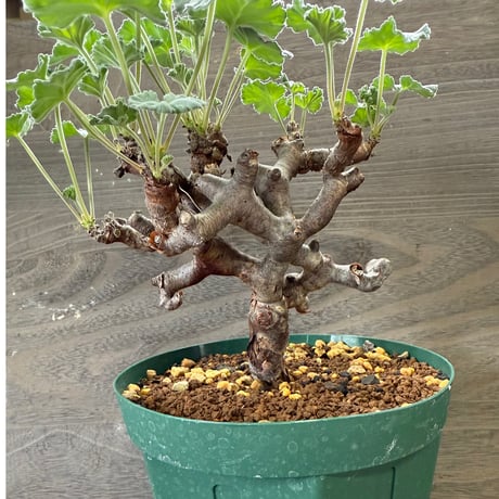 61、Pelargonium mirabile