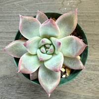 61、Echeveria ‘CS-NO-13‘ ‘lindsayana×Super White‘