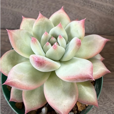 161、Echeveria lindsayana
