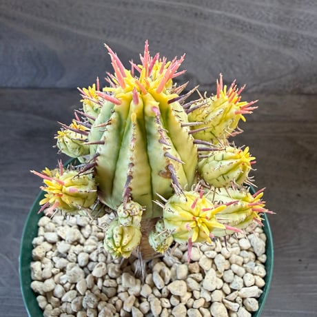 99、Euphorbia 紅彩閣錦