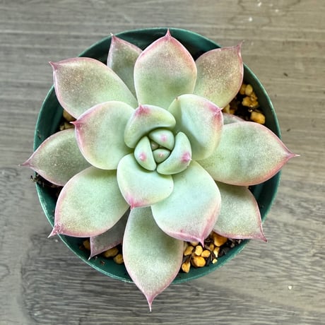 63、Echeveria ‘CS-NO-13‘ ‘lindsayana×Super White‘