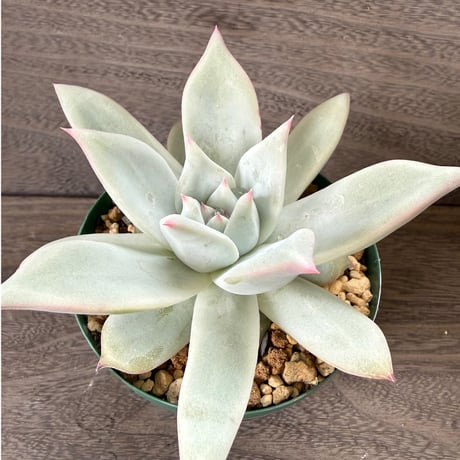 160、Echeveria ’CS-NO-09’ ’Alps’