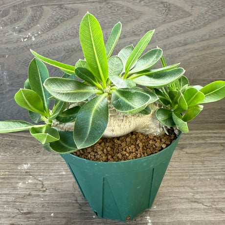 64、Pachypodium brevicaule