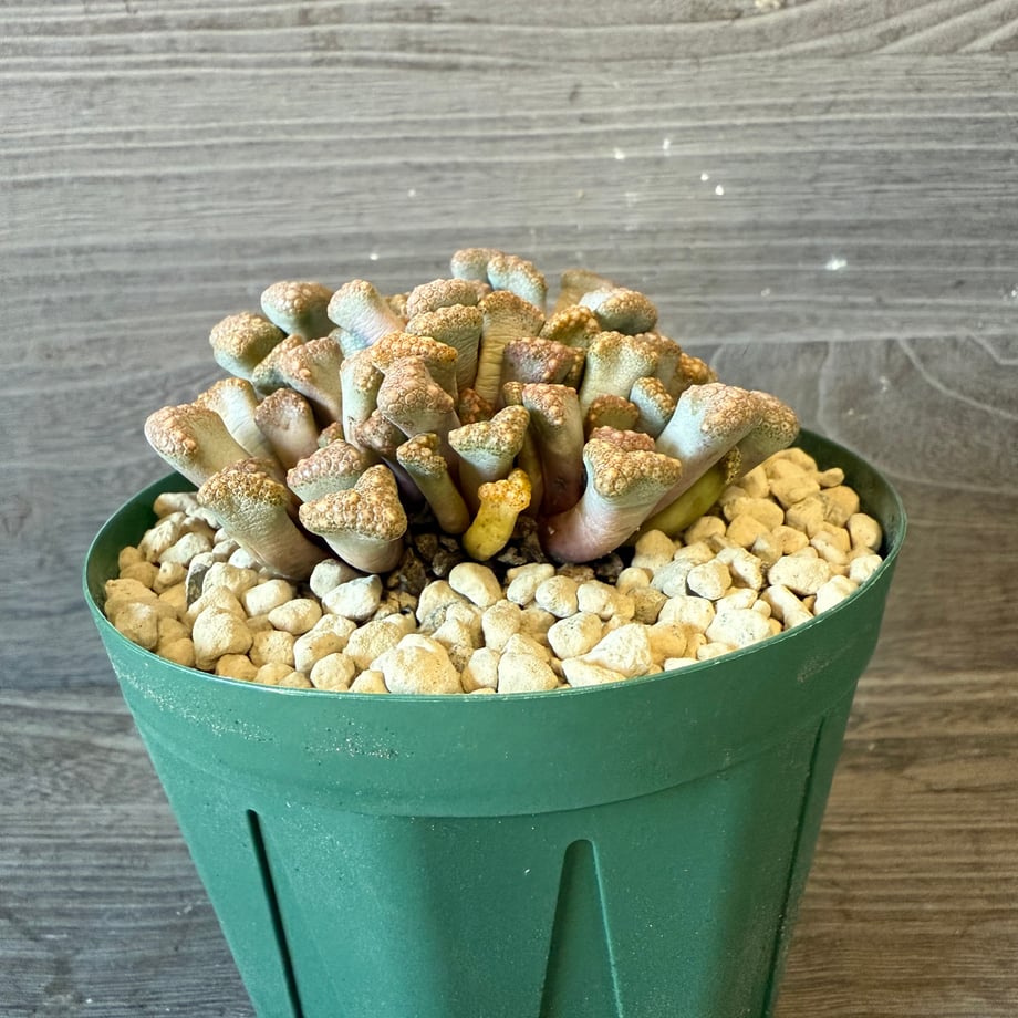 690586dda75109b40e30e1bd