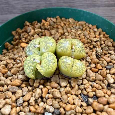 161、Lithops terricolor ‘Localis‘（C133）