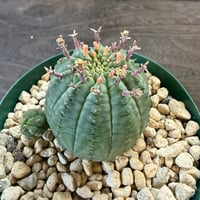 97、Euphorbia ‘オベサ群星冠‘