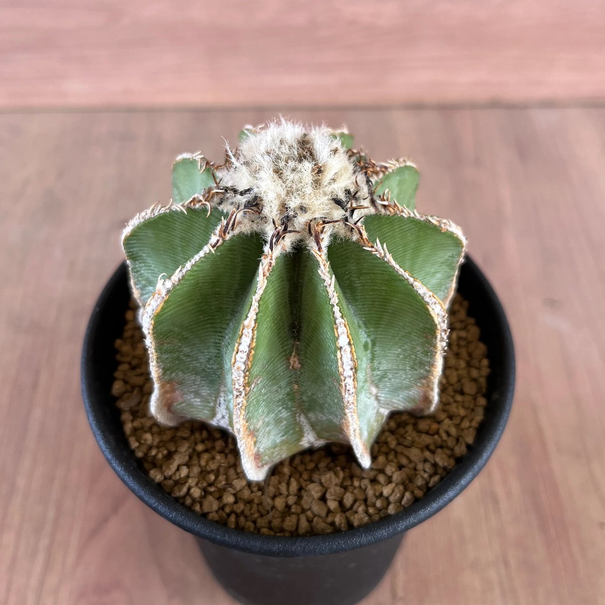 1.ヒントニー 群生 Aztekium hintonii サボテン 自根（Aztekium