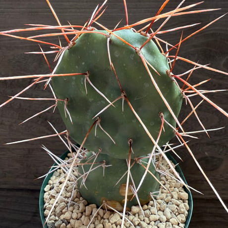 99、Opuntia sulphurea ‘Apache‘