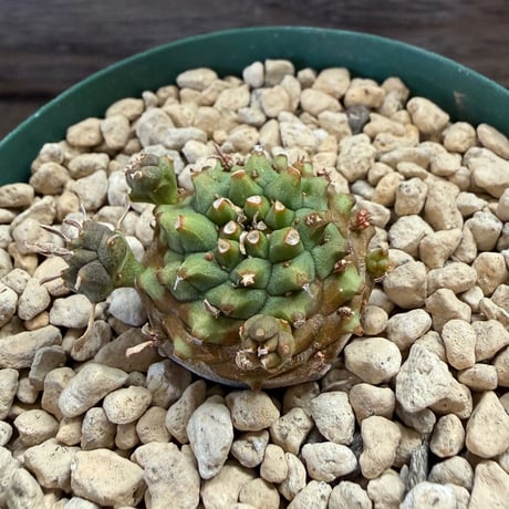 119、Euphorbia オベサ鉄甲