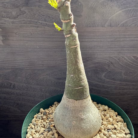 4、Adenia glauca