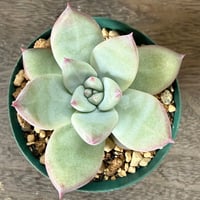 39、Echeveria ’CS-NO-01’ ’Super White’