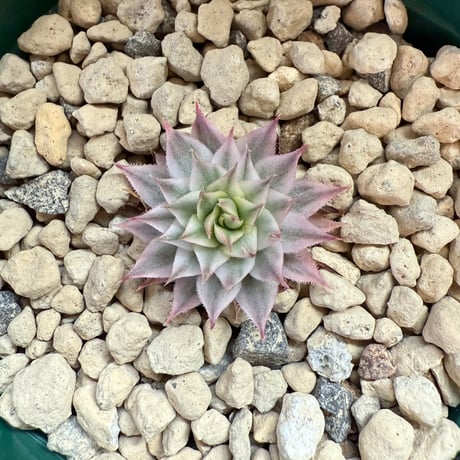 93、Sempervium ‘Mettenii‘ variegata