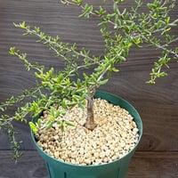 26、Alluaudiopsis marnieriana