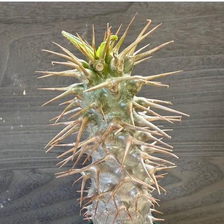 78、Pachypodium ambongense