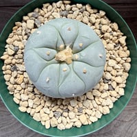 17、Lophophora 疣銀冠玉実生