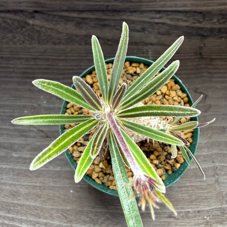 181、Pachypodium rosulatum var.gracilis