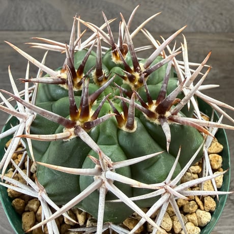 190、Gymnocalycium フェロシオール
