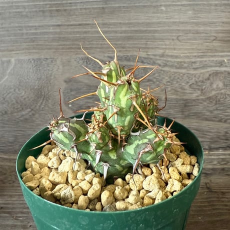 ITEM | HORIKAWA NURSERY