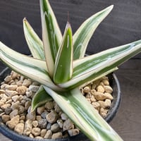 93、Agave ‘氷山‘