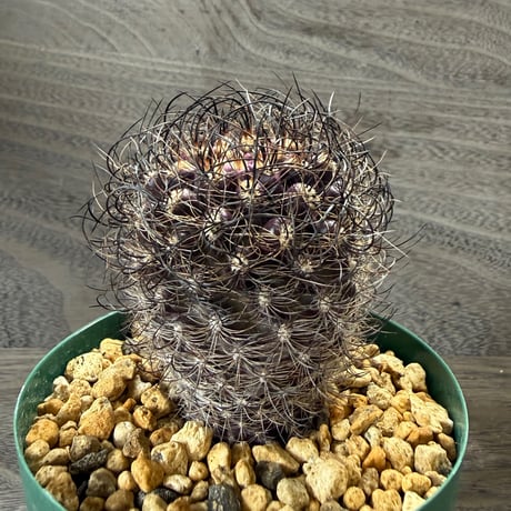 189、Neoporteria multicolor v.nigrispina（実）