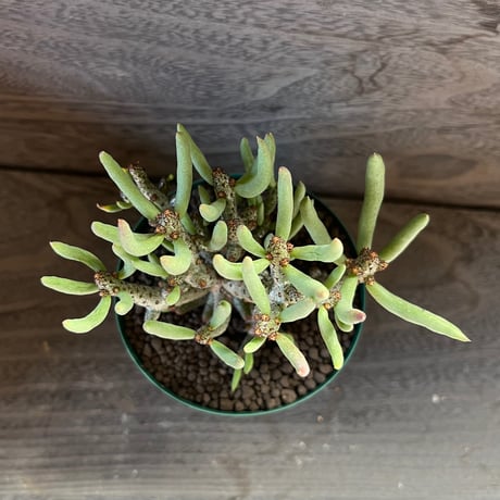 63、Tylecodon buchholziana