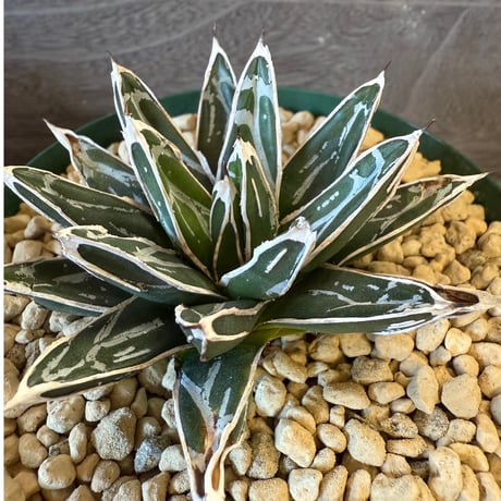 115、Agave 姫笹の雪