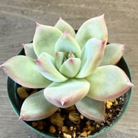 65、Echeveria ‘CS-NO-13‘ ‘lindsayana×Super White‘