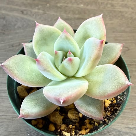 65、Echeveria ‘CS-NO-13‘ ‘lindsayana×Super White‘