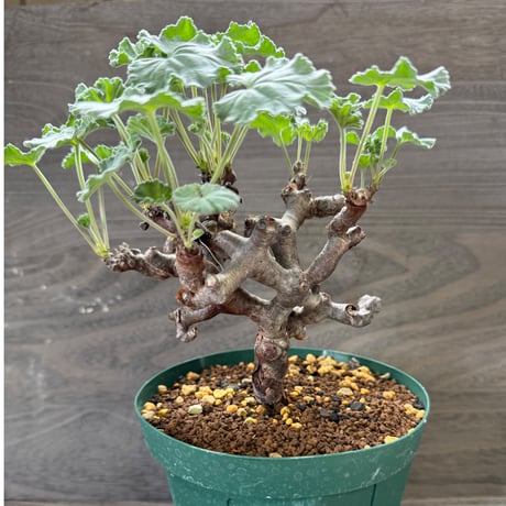 61、Pelargonium mirabile