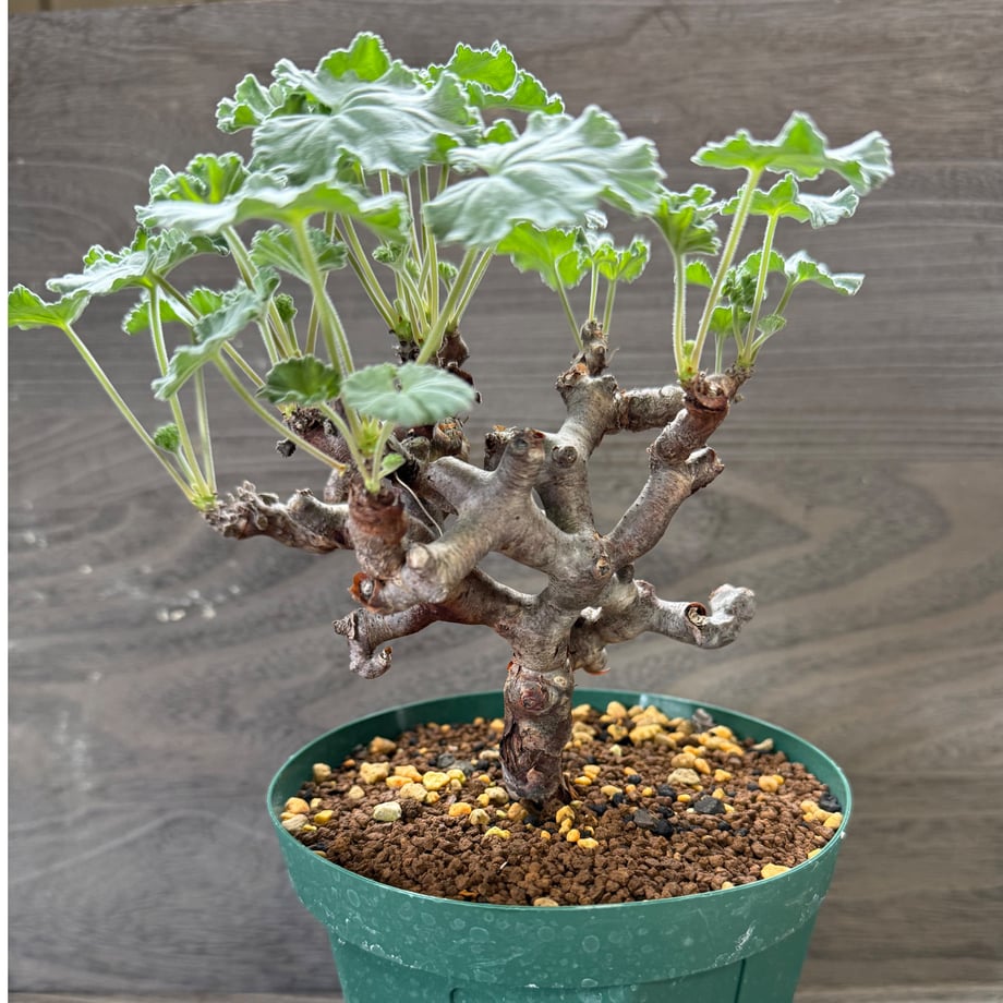 68e856b0a18e8d127b01cd16