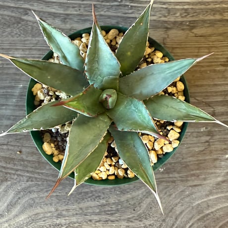 116、Agave arizonica wideleaf