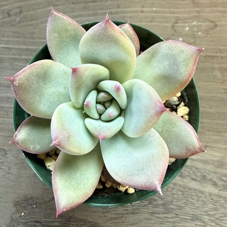 66、Echeveria ‘CS-NO-13‘ ‘lindsayana×Super White‘