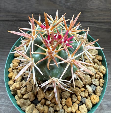 191、Ferocactus 紅裳竜