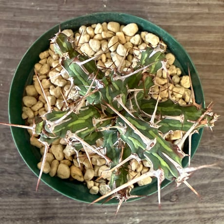 169、Euphorbia kalisana