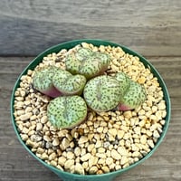 81、Conophytum obcordellum‘multicolor‘ SB.1193 Heerenlogementsberg