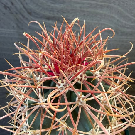 154、Ferocactus 赤刺金冠竜