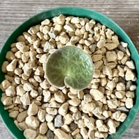 130、Tyrecodon singularis